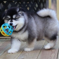 Malamute 101 best sale