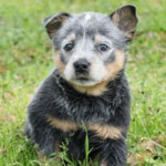 Australian Cattle Dog 101: Owner's Guide