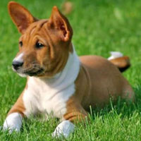 Basenji 101 best sale