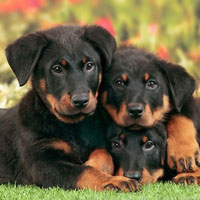 Puppy