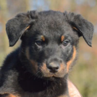 Beauceron dogs hot sale 101