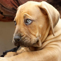 Boerboel 101 deals