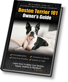 Boston Terrier 101: Owner's Guide