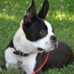 Boston Terrier 101: Owner's Guide