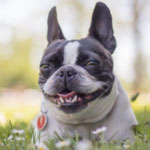 Boston Terrier 101: Owner's Guide