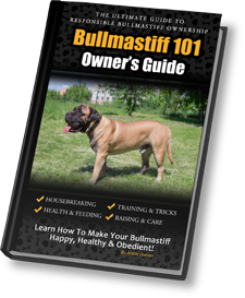 Bullmastiff best sale dogs 101