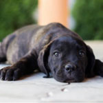 Cane Corso Training Book for Cane Corso Dogs & Puppies By D!G THIS DOG  Training, Training Begins from the Car Ride Home, Cane Corso Training:  Naiyn, Doug K: 9798692420930: : Books