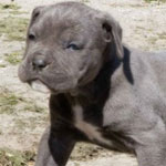 Cane Corso Training Book for Cane Corso Dogs & Puppies By BoneUP DOG  Training, Dog Care, Dog Behavior, Hand Cues Too! Are You Ready to Bone Up?  Easy