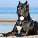 Cane Corso Training Book for Cane Corso Dogs & Puppies By D!G THIS DOG  Training, Training Begins from the Car Ride Home, Cane Corso Training:  Naiyn, Doug K: 9798692420930: : Books