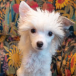 Chinese Crested 101 Owner S Guide Chinese Crested 101 Owner S Guide