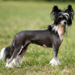 Chinese Crested 101 Owner S Guide Chinese Crested 101 Owner S Guide
