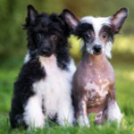 Chinese Crested 101 Owner S Guide Chinese Crested 101 Owner S Guide