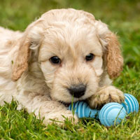 Cockapoo 101 hot sale