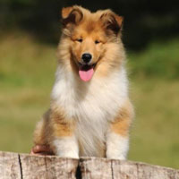 Puppy