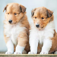Puppy