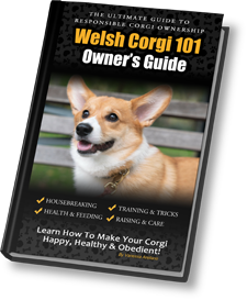 Corgi 101 best sale