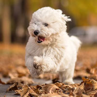 Puppy