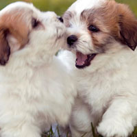 Puppy