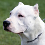 Dogo Argentino 101: Owner's Guide