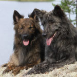 Dutch Shepherd 101: Owner's Guide