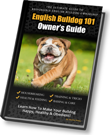 Olde english best sale bulldog 101