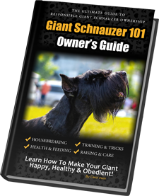 Giant schnauzer hot sale dogs 101