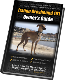 Greyhound 101 hot sale