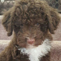 Lagotto Romagnolo 101: Owner's Guide