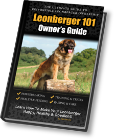 Leonberger 101 sale