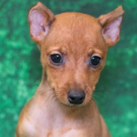 Miniature pinscher sale 101