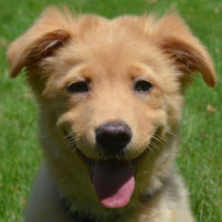 Puppy