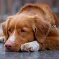 Puppy