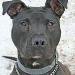 Pitbull 101: Owners Guide