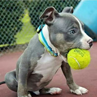 Pitbull 101 best sale training guide