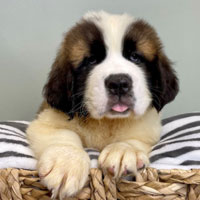 Saint best sale bernard 101