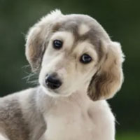 Puppy