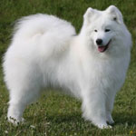 Samoyed 101: Owner's Guide