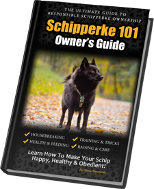 Schipperke dogs hot sale 101