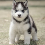 Siberian Husky 101: Owner's Guide