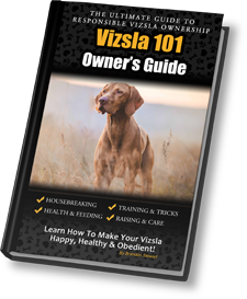 Vizsla store training guide