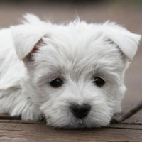 Puppy