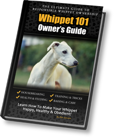 Whippet best sale dogs 101