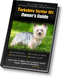 Yorkshire terrier sale 101